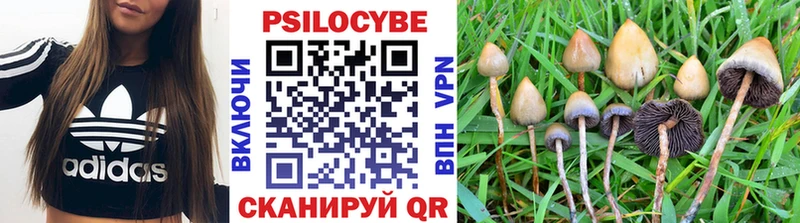 Галлюциногенные грибы Psilocybe закладка Заозёрск
